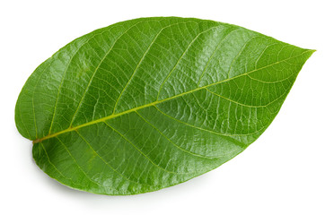 Fototapeta na wymiar Walnuts leaf isolated on white
