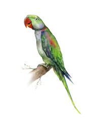 The Alexandrine parakeet. Watercolor of medium-sized green Alexandrine parrot. Vibrant tropical bird illustration