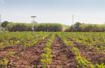agriculture and Internet of things , smart farmer ,Agricultural watering control and internet of...