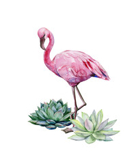Watercolor illustration of tropical pink flamingo bird and watercolor succulents. 