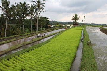 Fototapeta na wymiar arrozales