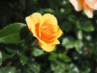 川崎市生田バラ園の春のバラ