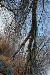 Baum mit Frost im Winter