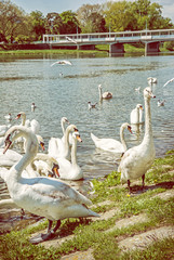Swans on river side with bridge, Piestany © vrabelpeter1