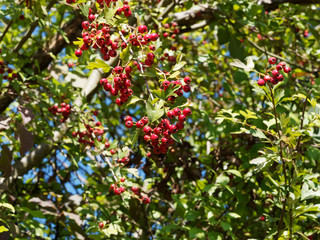 Obraz premium Crataegus monogyna - L' Aubépine monogyne ou aubépine à un style avec ses drupes rouges