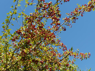 Branchages d' aubépine monogyne (Crataegus monogyna) remplis de baies ou drupes rouges sous un ciel bleu 