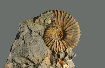 ammonite