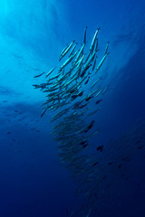 Fototapeta na wymiar Barracuda Underwater Landscape Palau