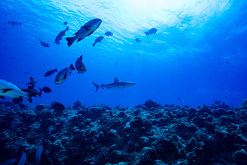 SHark Underwater Landscape Palau