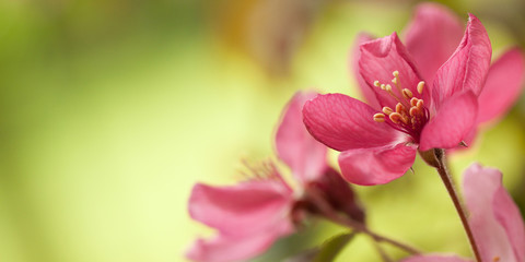 beautiful tender red sakura flowers on a branch in the spring sunny garden