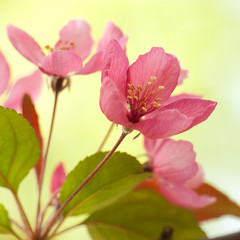 Fototapeta na wymiar beautiful tender red sakura flowers on a branch in the spring sunny garden