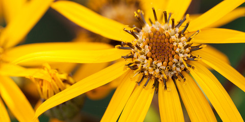 beautiful bright yellow flower with long thin petals