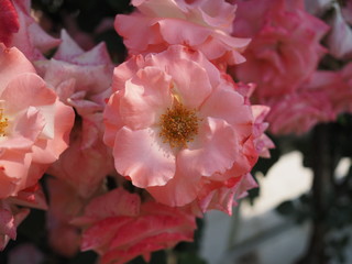 生田バラ園　5月開演期