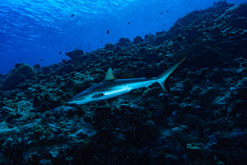 Fototapeta na wymiar Grey Reef Shark Carcharhinus amblyrhynchos Palau
