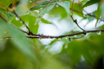雫