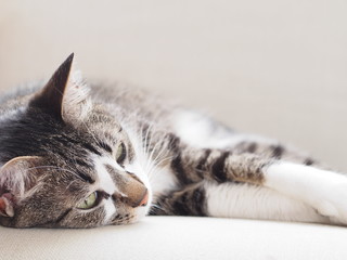 Naklejka premium ソファでくつろぐ猫