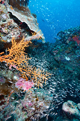 Fototapeta na wymiar Underwater Landscape Palau