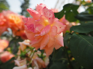 生田バラ園　5月開演期