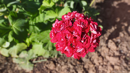 Excellent red flower