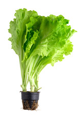 Fresh lettuce leaves on a white background. Green lettuce in a bucket close-up on a white...