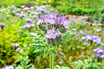 Phacelia blooming