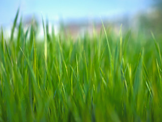 Fototapeta na wymiar Photo of juicy green grass close-up with blurred background