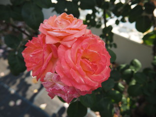 生田バラ園　5月開演期