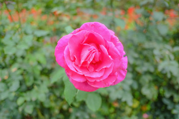 Close up floribunda Flowers in Phu phing palace Chiang mai Thailand