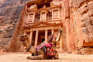 Spectacular view of two beautiful camels in front of Al Khazneh (The Treasury) in Petra. Petra is a...