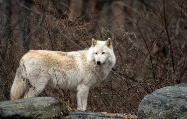 Beautiful wolf portrait. 
