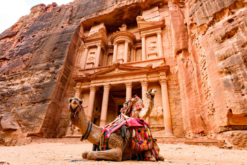 Spectacular view of two beautiful camels in front of Al Khazneh (The Treasury) at Petra. Petra is a...