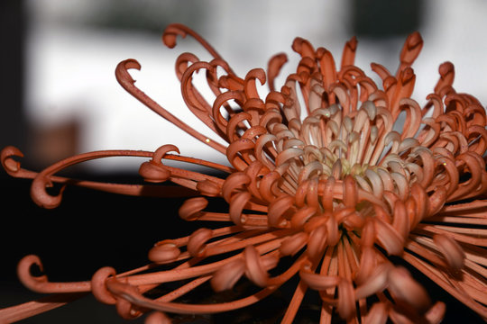 spider chrysanths with glitter particles and petals look like an octopus, orange spider chrysanthemums old-fashioned flower abstract macro studio shot