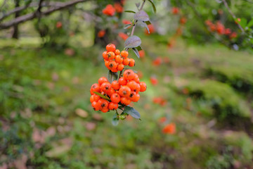 Obraz premium Orange rowan berry hang on the tree in the park