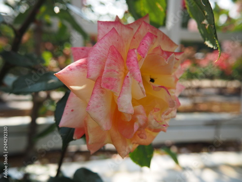 川崎市 生田バラ園の5月薔薇 Wall Mural Wallpaper Murals 豊 関口