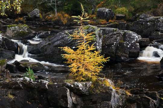 Yellow Pine Tree by the Falls of Rogie in Highlands Scotland