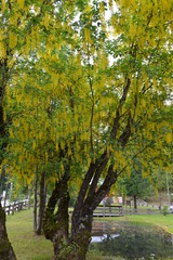 Fototapeta na wymiar L'albero dai fiori gialli