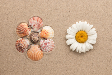 Concept flower made of seashells and live chamomile.