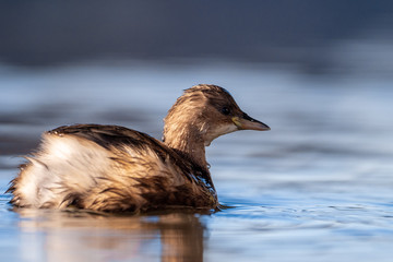 Tachybaptus ruficollis Zwergtaucher