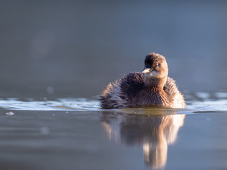 Tachybaptus ruficollis Zwergtaucher