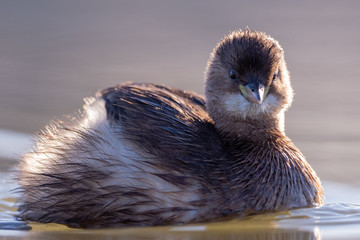 Tachybaptus ruficollis Zwergtaucher
