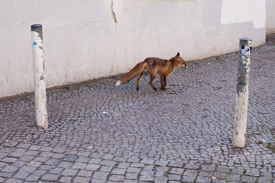 A fox running on a street in Berlin during the day.