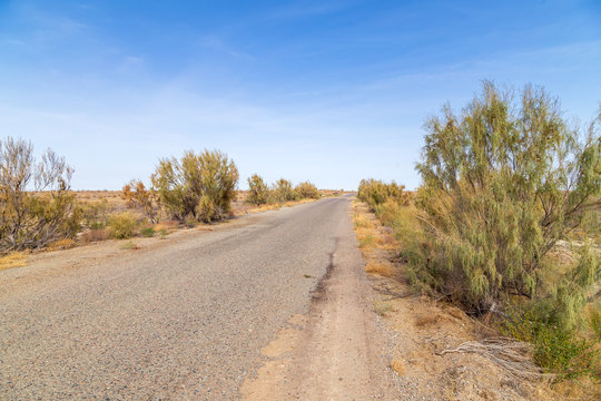 Asphalt road in the steppe of Kazakhstan with haloxylon - saxaul trees and blue sky.
