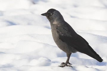 The jackdaw bird stands on white snow and looks ahead. White background. City birds.