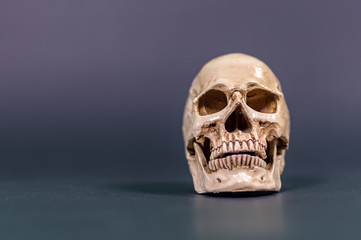 Human skull isolated on grey background