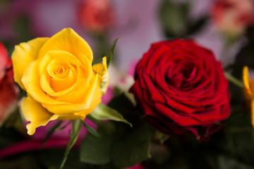 A bouquet of colorful roses for a valentine gift