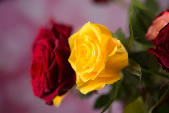 A bouquet of colorful roses for a valentine gift
