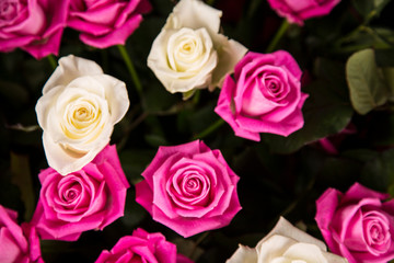 A bouquet of white and pink roses for a Valentine's gift