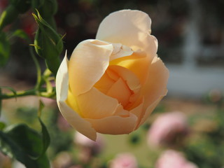 バラの花　バラ園