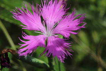 Obraz premium カワラナデヒコ