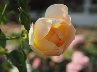 バラの花　バラ園